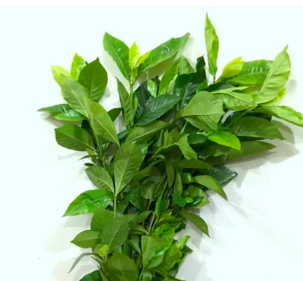 Gardenia leaf (gl)
