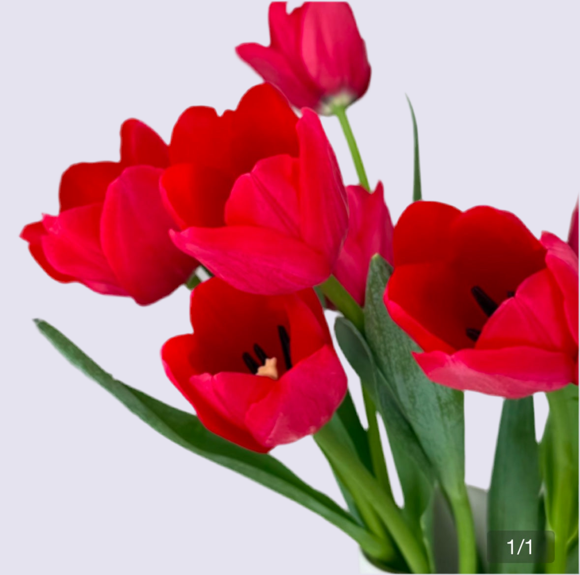 Tulip - red 鬱金香 - 紅