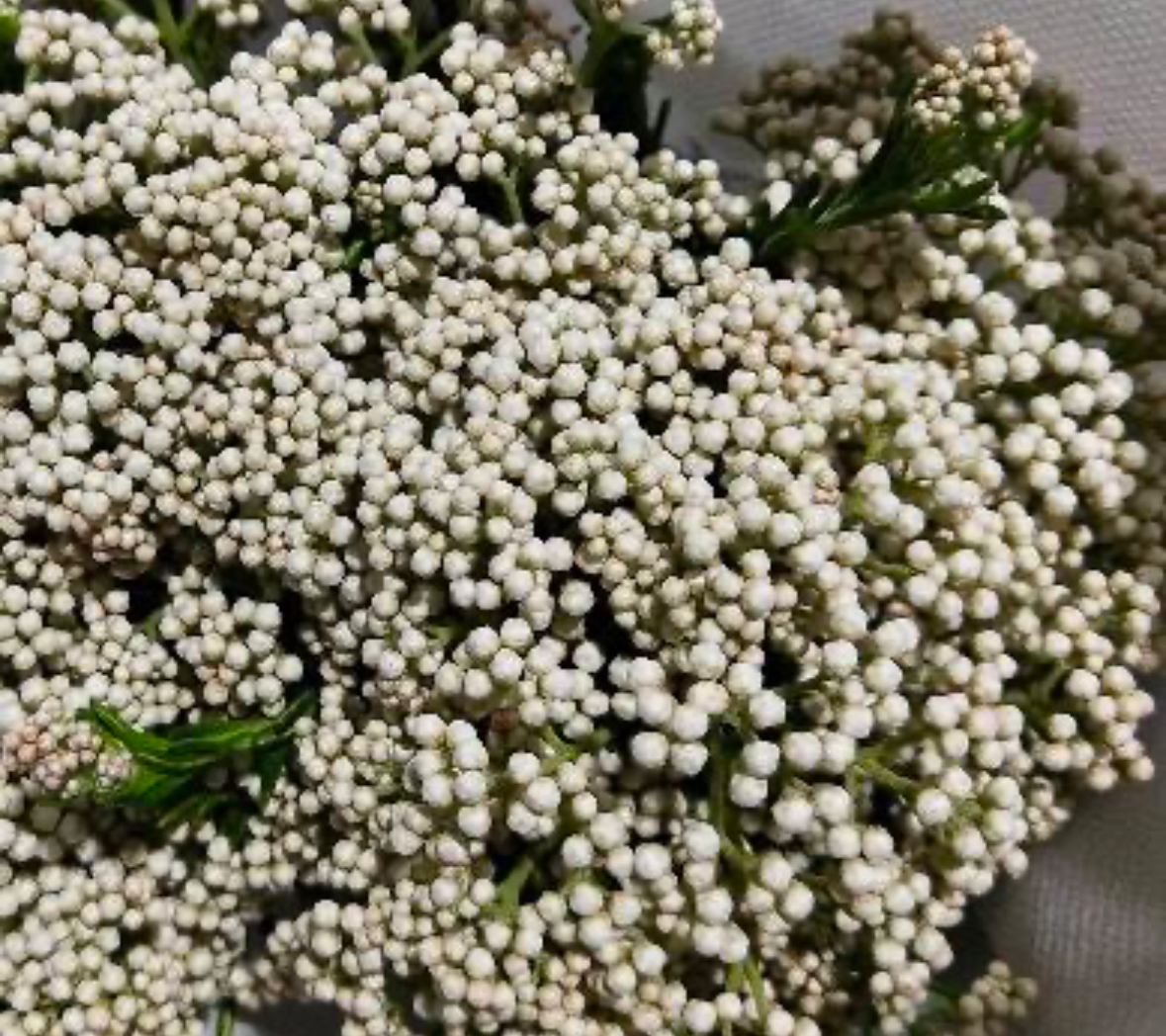 Millet flower