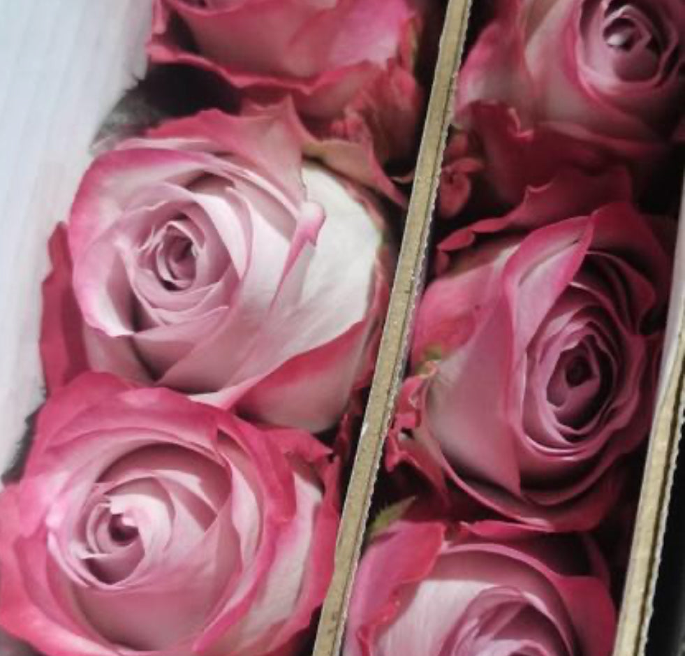 Rose - Aura