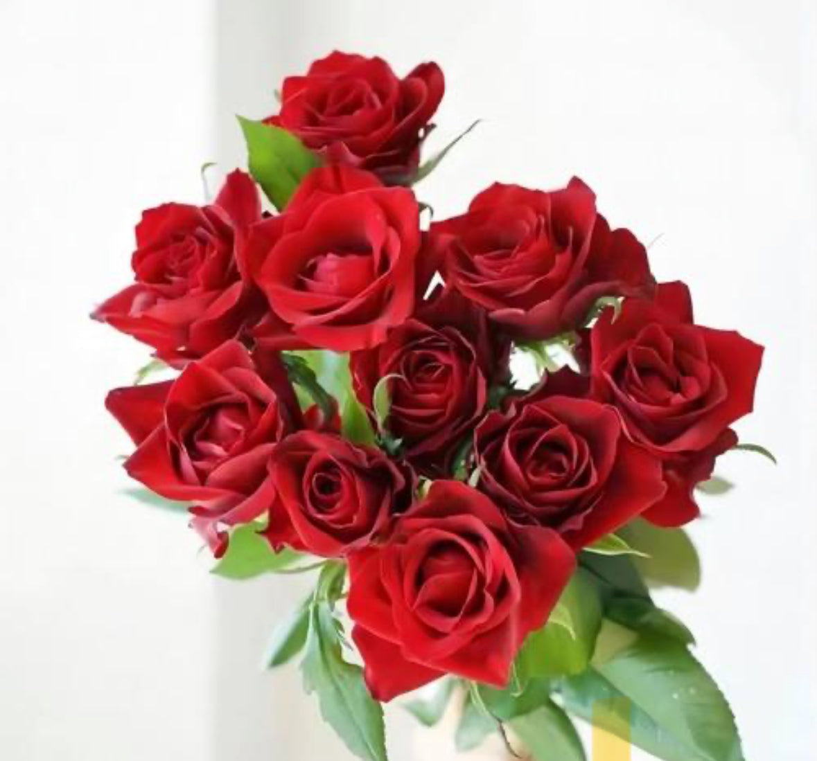 Rose - Legend