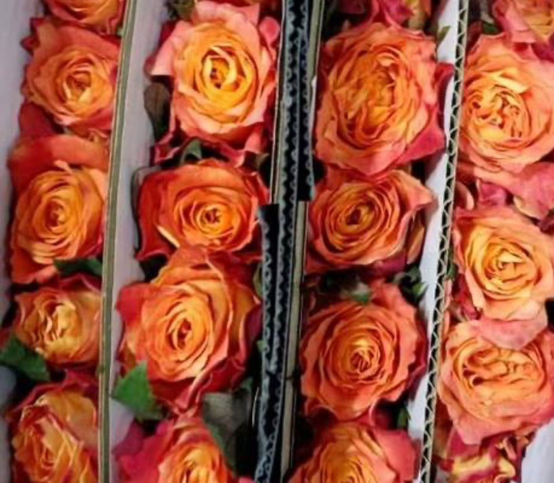 Rose - Ode to Joy