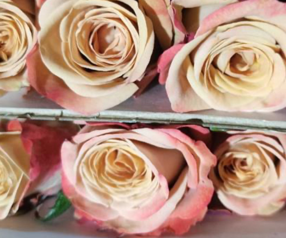 Rose - Cappuccino
