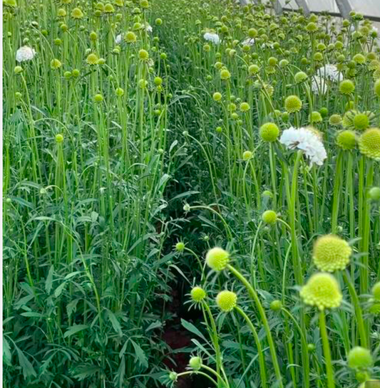 Scabiosa (sc)