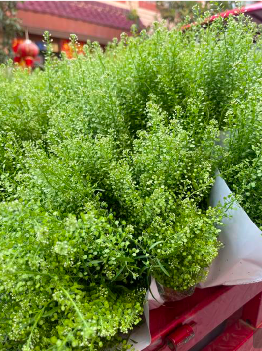 Green bell grass (gb)