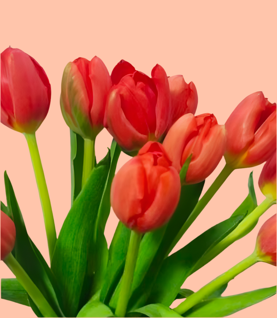 10支 鬱金香＋時令配花 花束