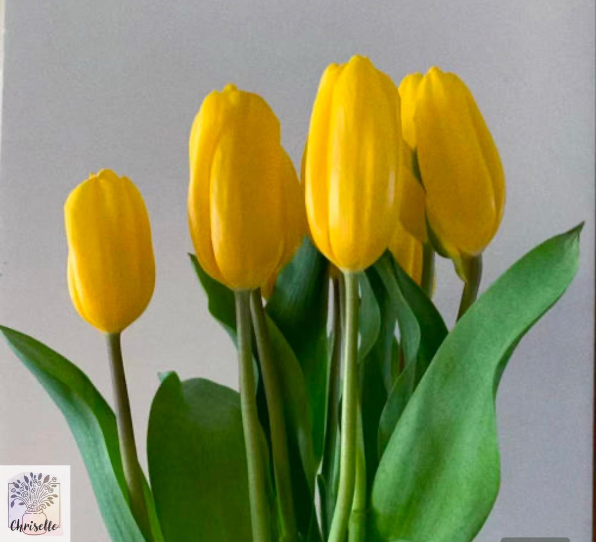 Tulip - yellow