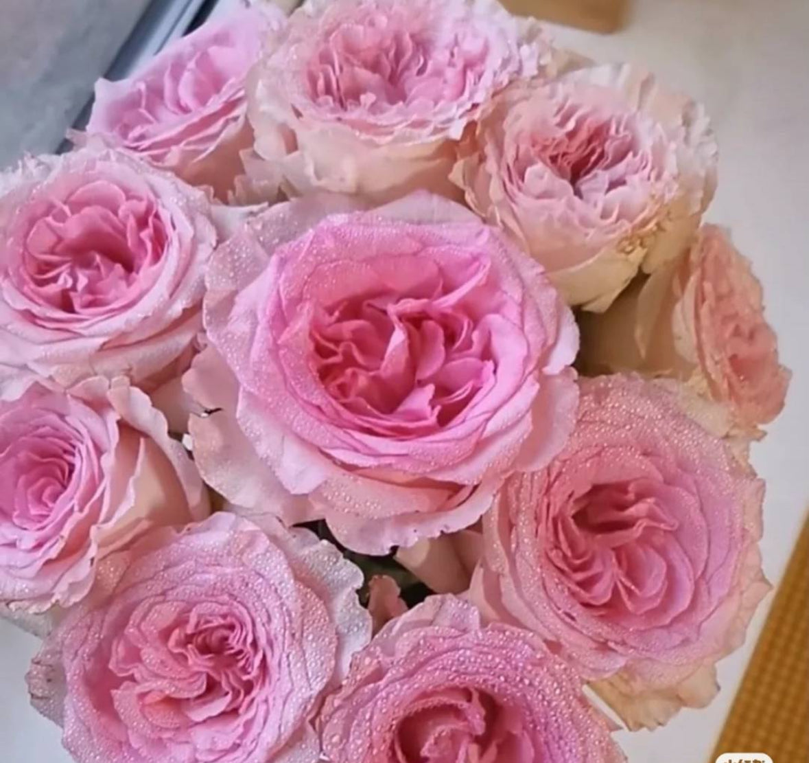 Rose - Roselle