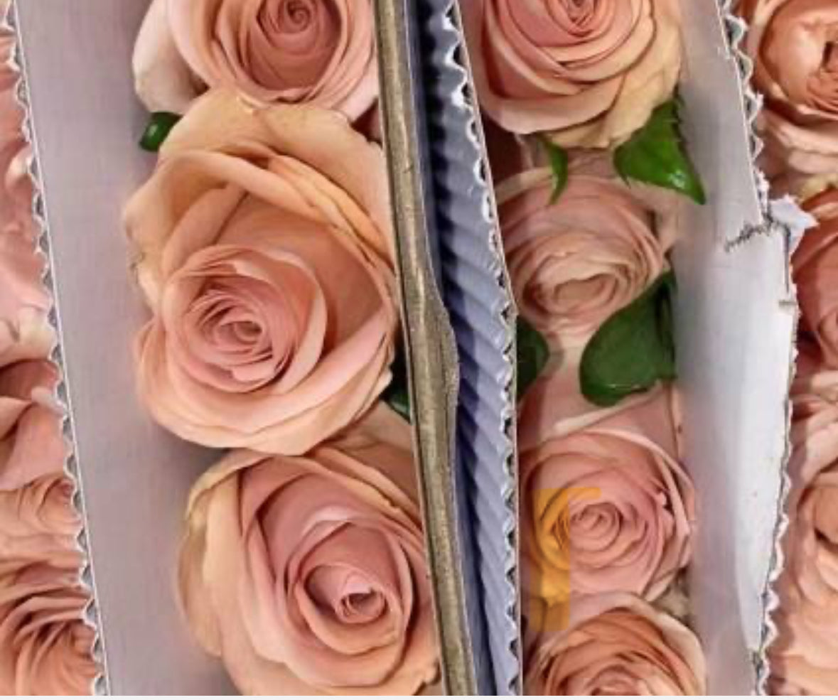 Rose - Mobo