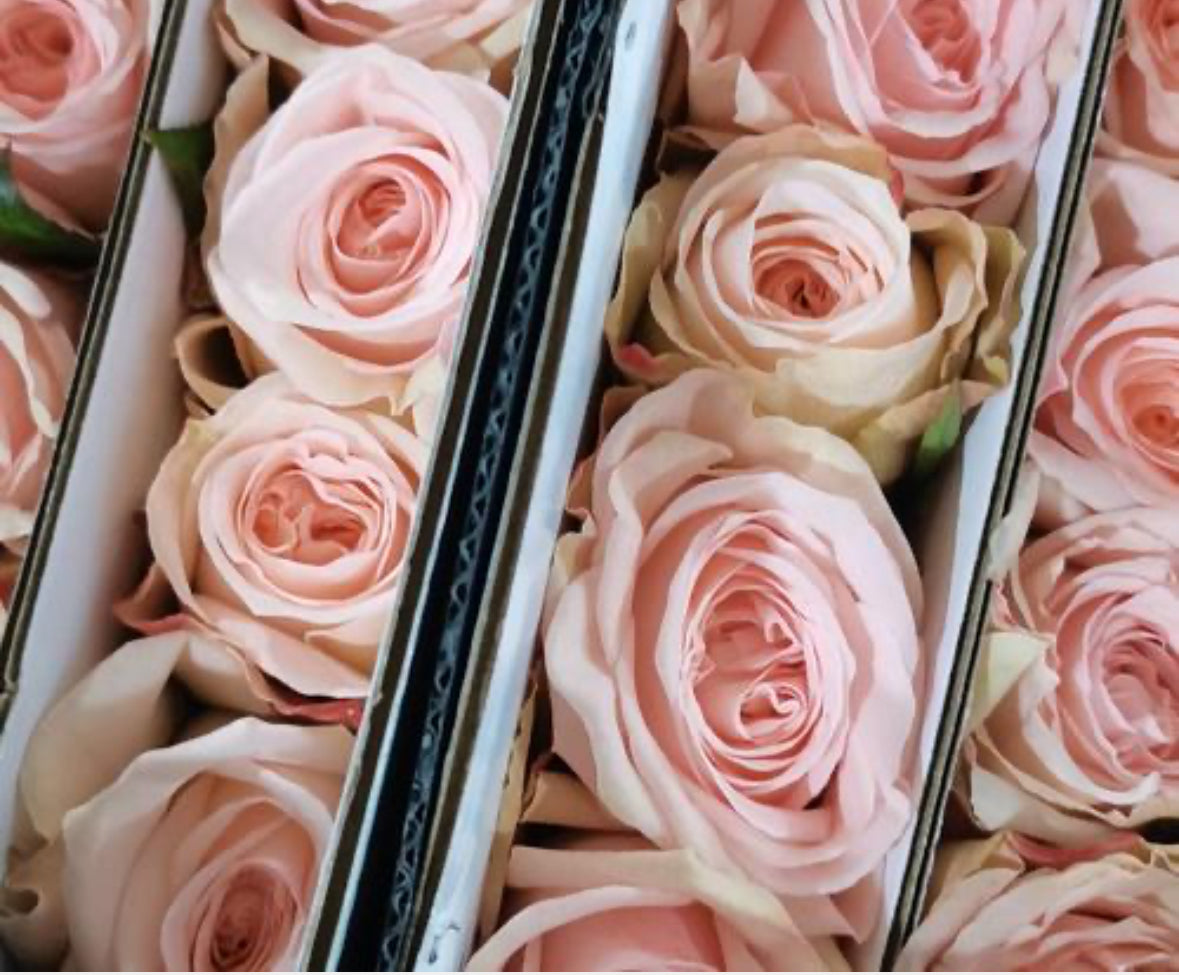 Rose - Pink Lychee