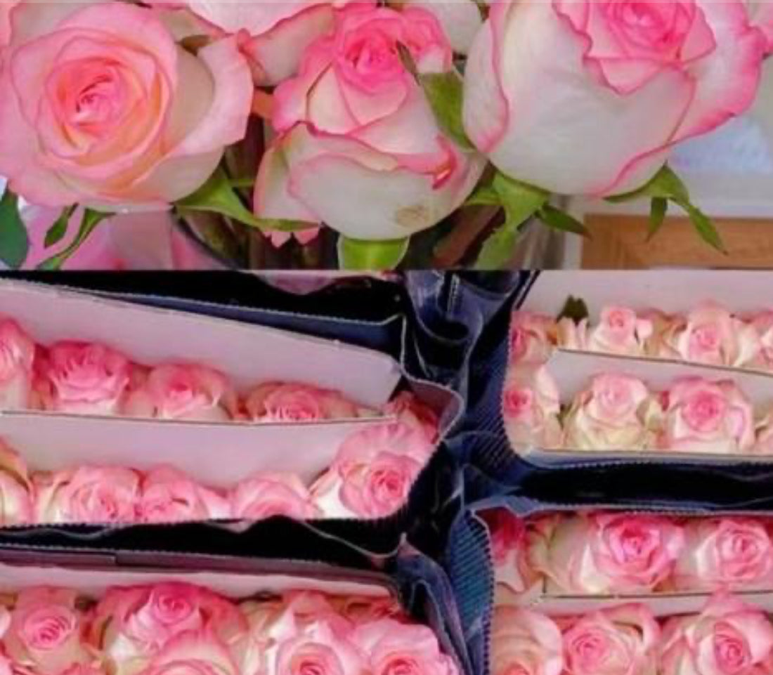 Rose - Elsa