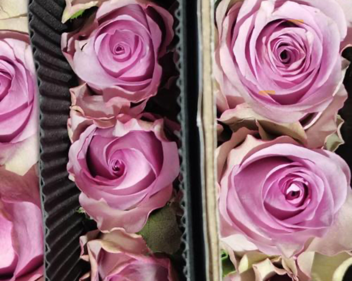 Rose - Purple Fairy