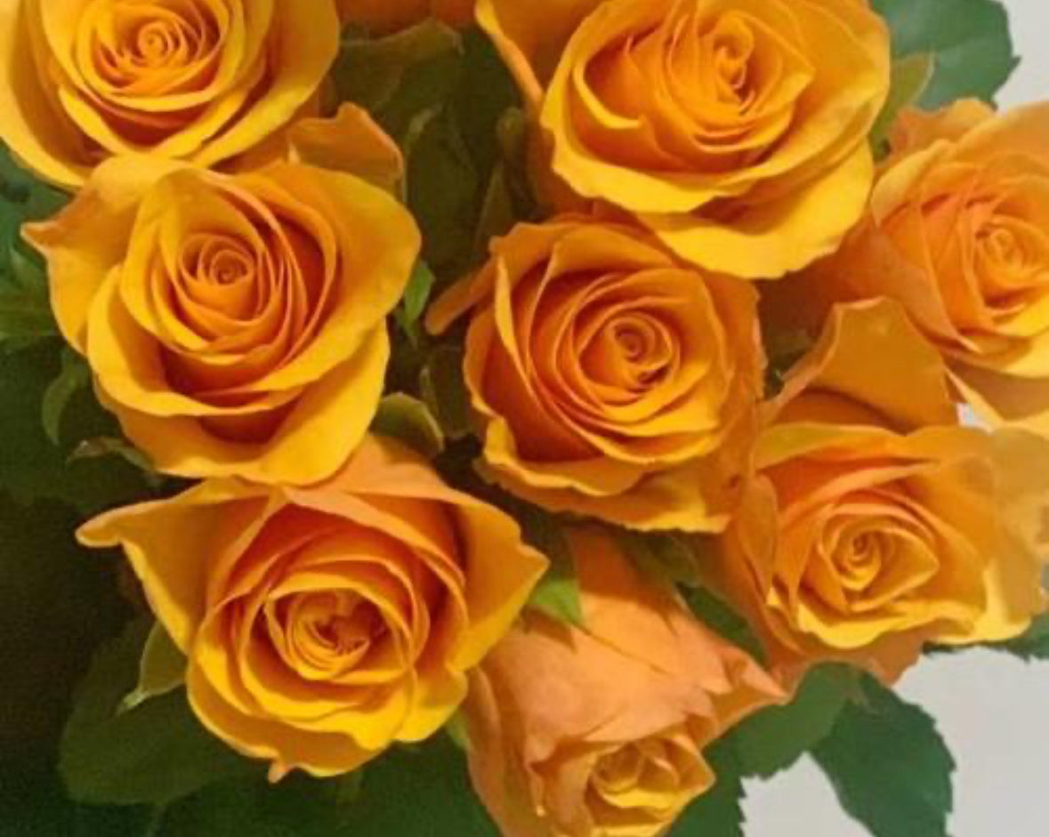 Rose - Brilliant