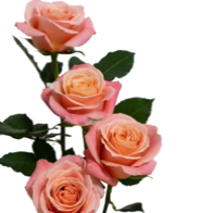 Rose - Miss Pig
