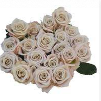 Rose - Manta