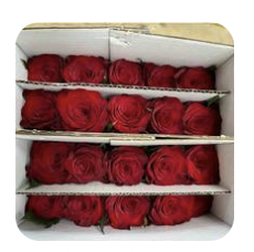 Rose - Plateau Red